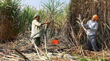 Bihar News: सरकार ने गन्ना फसल पर 10 रुपये प्रति क्विंटल की बढ़ोतरी की, किसानों के चेहरे पर आईं मुस्कान