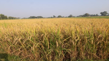 Bihar News: धान के झगड़े में बह गया खून, खूब चले लाठी-डंडे
