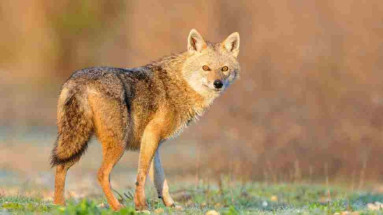 Bihar News: बेगूसराय में गीदड़ का आतंक, लोगों का जीना हुआ मुश्किल 
