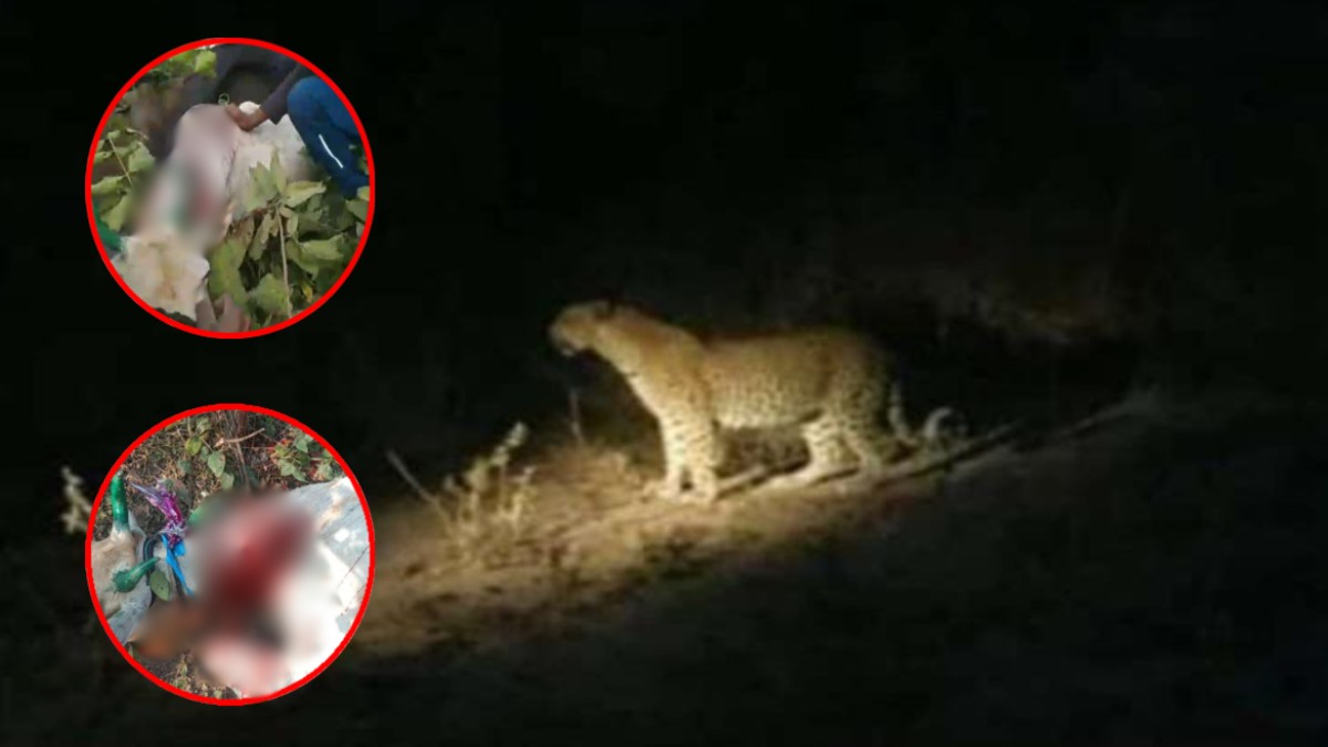 Sehore के ग्रामीण क्षेत्रों में तेंदुआ का मूवमेंट, VIDEO: 5 से अधिक मवेशियों का किया शिकार, खेतों में बोनी के लिए नहीं जा पा रहे किसान
