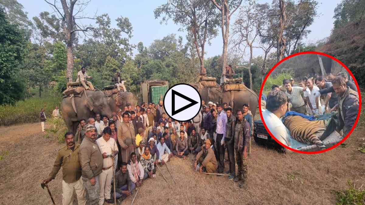 ‘छोटा भीम’ का रेस्क्यू: 50 से अधिक कर्मचारी और 4 हाथी कर रहे थे बाघ की तलाश, गले में मिला तार का फंदा
