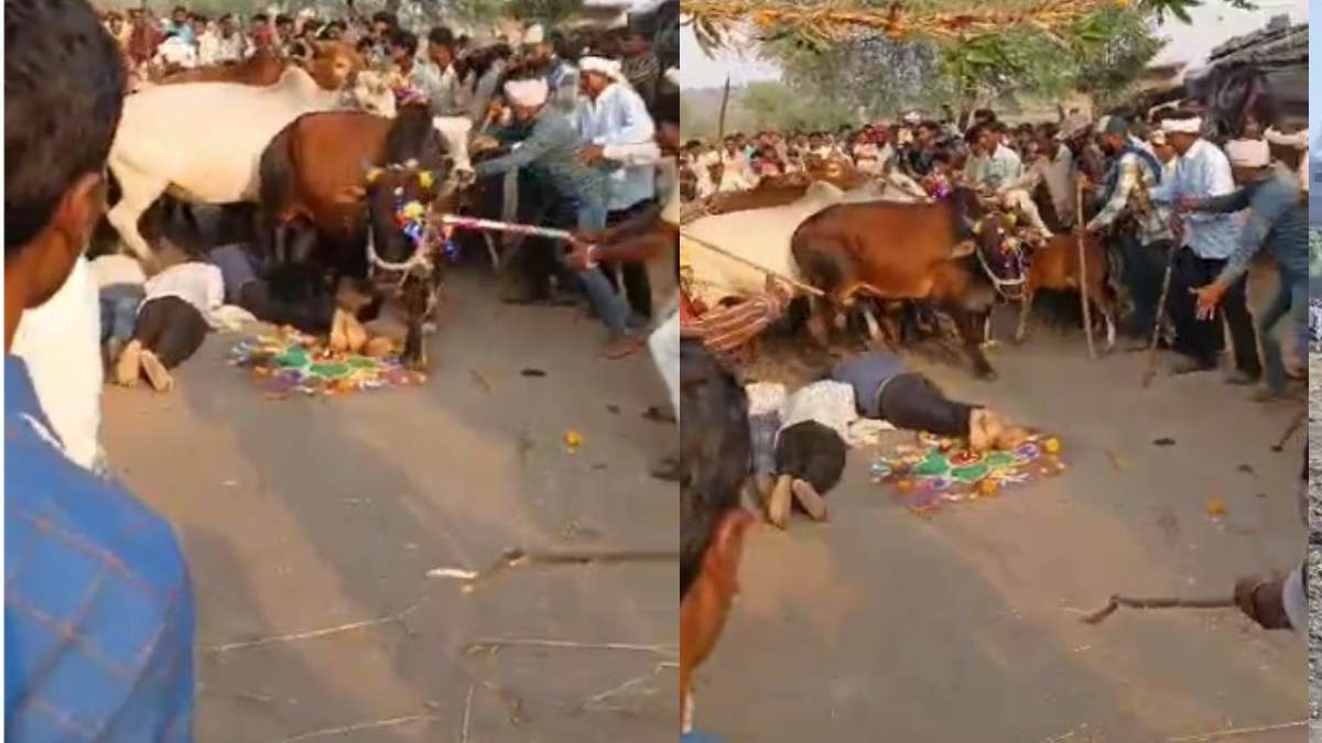 VIDEO: जमीन पर लेट जाते हैं लोग, ऊपर से दड़दड़ाते हुए गुजर जाती हैं गाय, बेहद अजीब है यह परंपरा