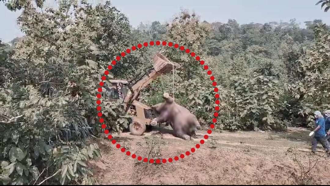 लापरवाही की भेंट चढ़ी नन्हें हाथी की जान: वन विभाग की उदासीनता ने मौत के मुंह में धकेला, अधिकारी बने रहे धृतराष्ट्र, वन्य जीव प्रेमियों में आक्रोश