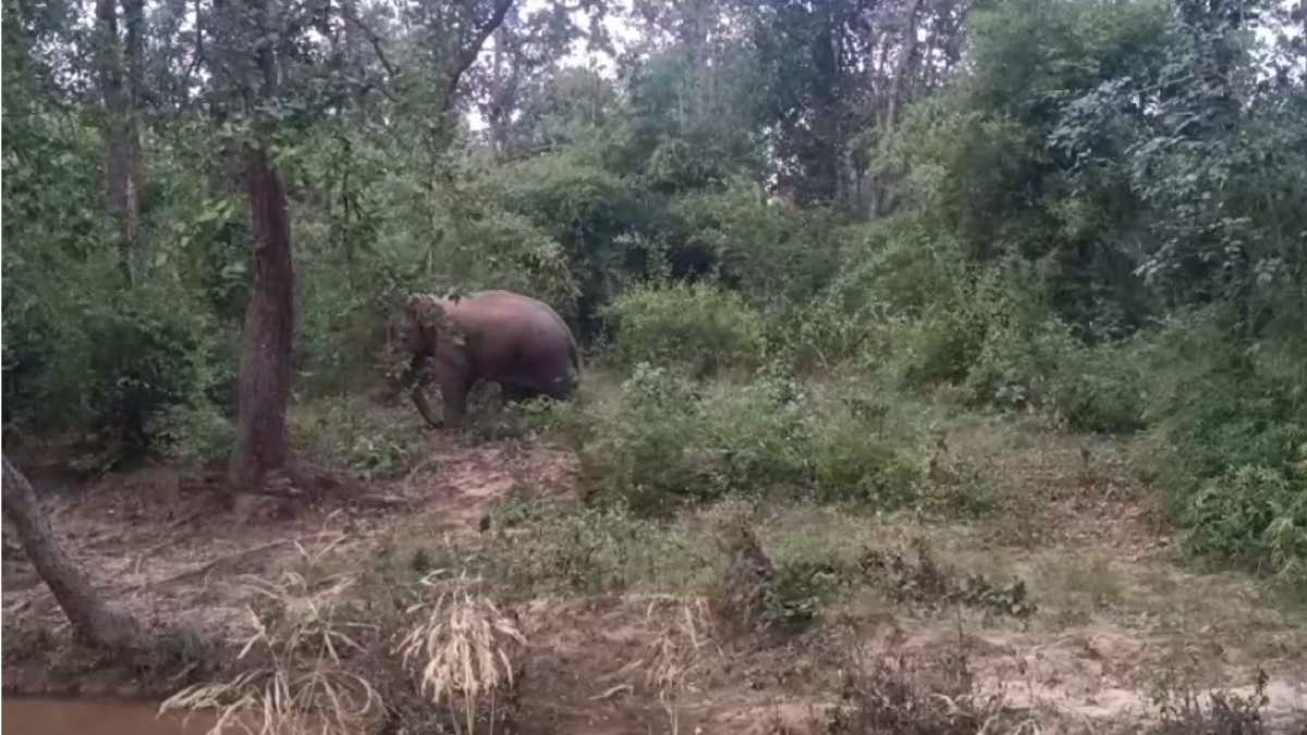 बांधवगढ़ टाइगर रिजर्वः दो लोगों को मौत के घाट उतारने वाले जंगली हाथी का किया रेस्क्यू , बतौर सजा दी जाएगी 6 माह की ट्रेनिंग