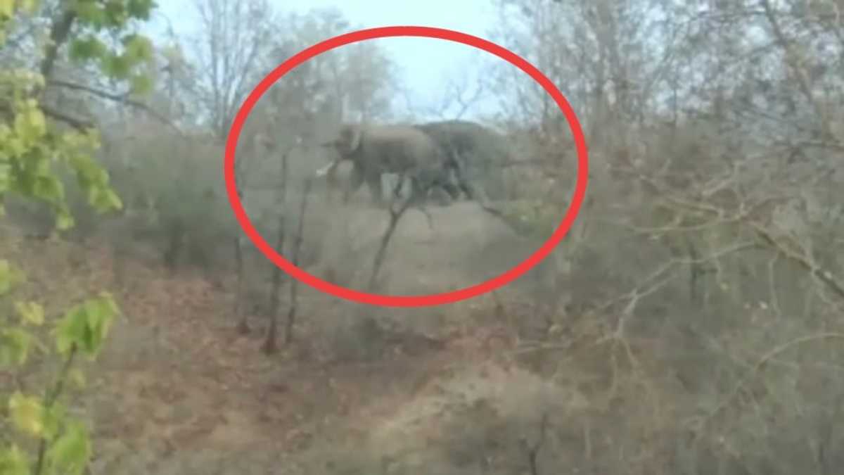 10 हाथियों की मौत के बाद हाथियों का एक दल पहुंचा शहडोल, दहशत में आए ग्रामीण