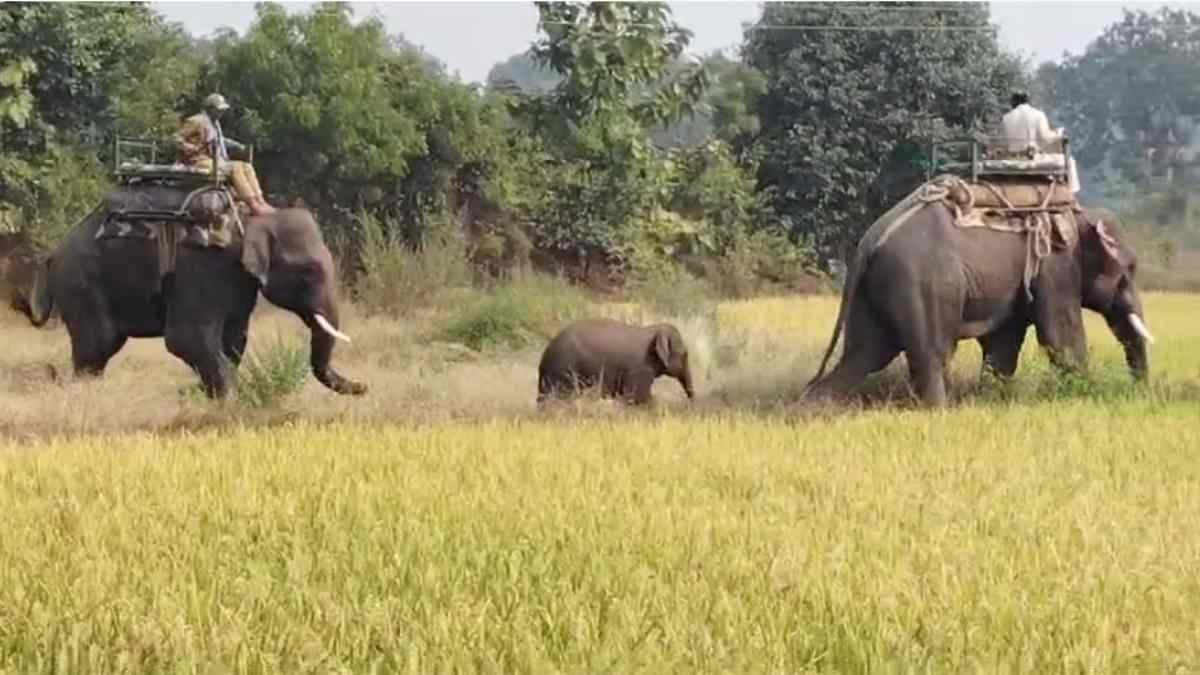 मां की तलाश कर रहा हाथी के बच्चे का रेस्क्यू, चार हाथियों के दल और 100 वनकर्मियों की मदद से हुआ सफल ऑपरेशन