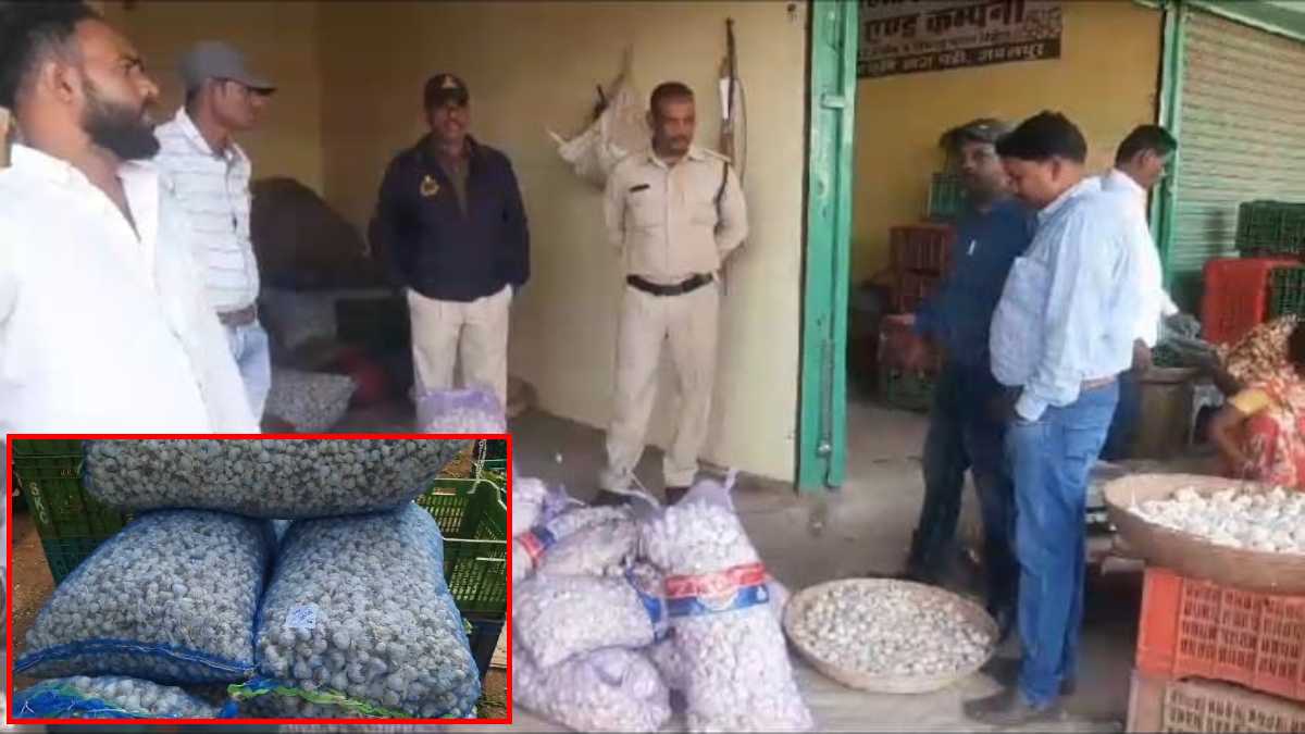 कृषि मंडी में खाद्य विभाग का छापाः भारी मात्रा में मिला चाइनीज लहसुन, सैंपल को जांच के लिए भेजा