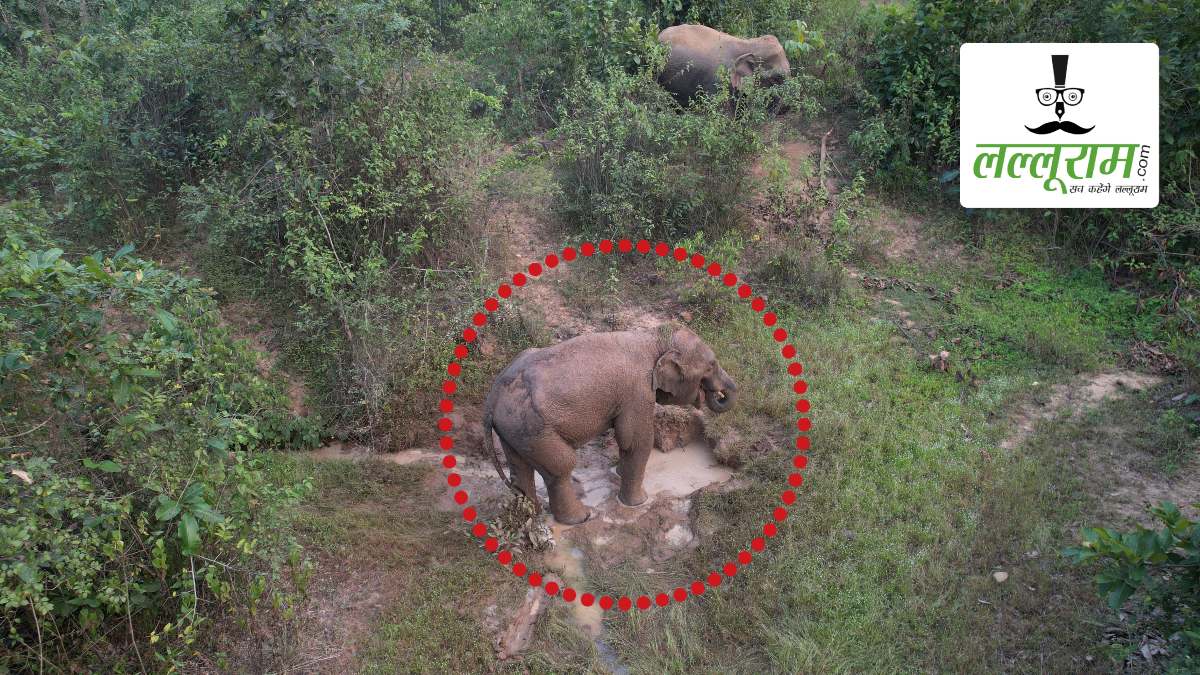 शिकार के लिए लगाए गए पोटाश बम की चपेट में आया हाथी का शावक, गंभीर रूप से हुआ घायल, रेस्क्यू में जुटा वन अमला