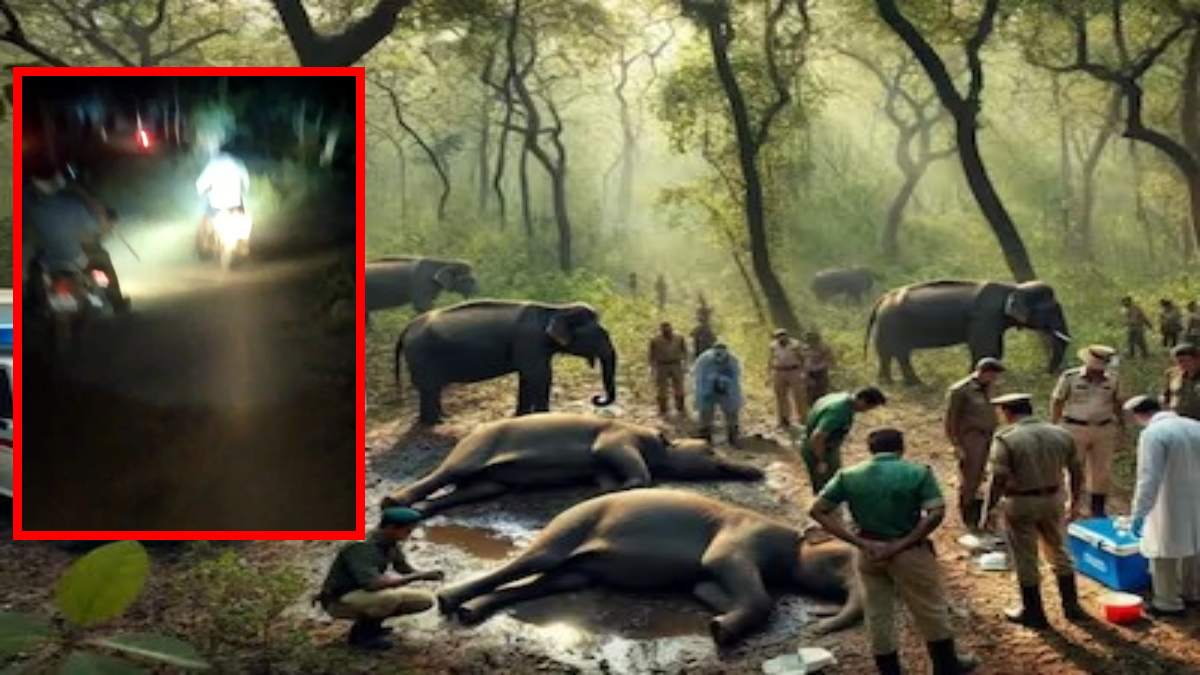 बांधवगढ़ में 10 हाथियों की मौत जांच पर सवाल: मौत से 16 घंटे पहले हाथियों ने चिंघाड़ कर दिए थे संकट के संकेत, सोए रहे अफसर