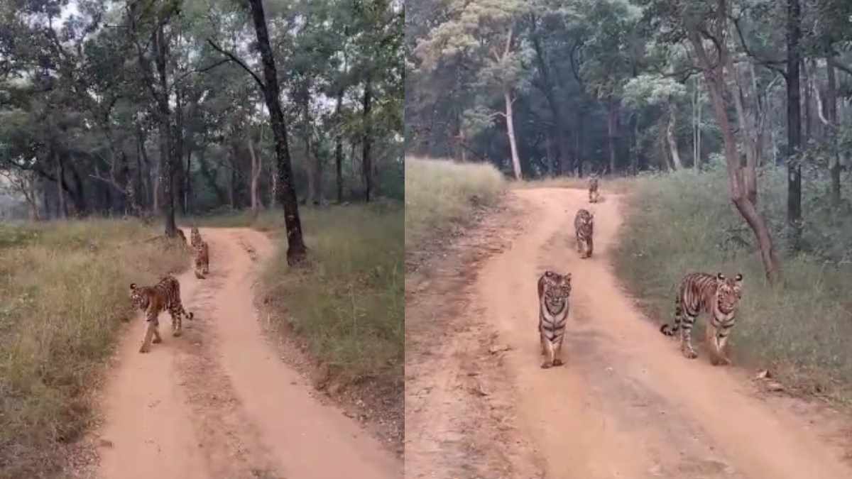 ‘Walk’ पर निकली टाइगर फैमिली का Video: जंगल सफारी में पर्यटकों को चार बाघ के हुए दीदार, रोमांचित हुए पर्यटक