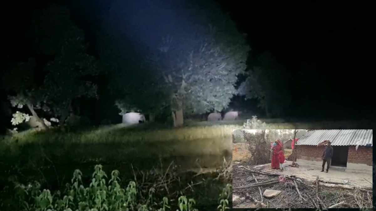 20 जंगली हाथियों का झुंड मचा रहा उत्पात, घरों के सामने लगी बाड़ी तोड़ की फसल बर्बाद, ग्रामीणों में दहशत