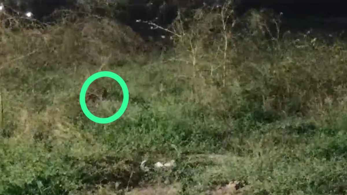 श्रीमंत माधव राव सिंधिया क्रिकेट स्टेडियम की पार्किंग में दिखा तेंदुआ, लोगों में दहशत का माहौल