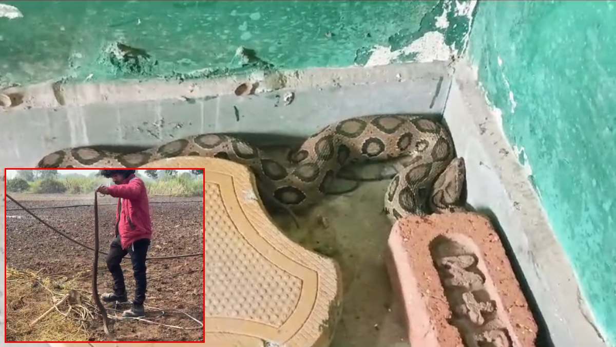 क्लासरूम में बच्चों की जगह फन फैलाए बैठे सांप को देख टीचर के उड़े होश, इधर बोरवेल में गिरा 5 फीट लंबा कोबरा, सर्प विशेषज्ञ ने किया रेस्क्यू