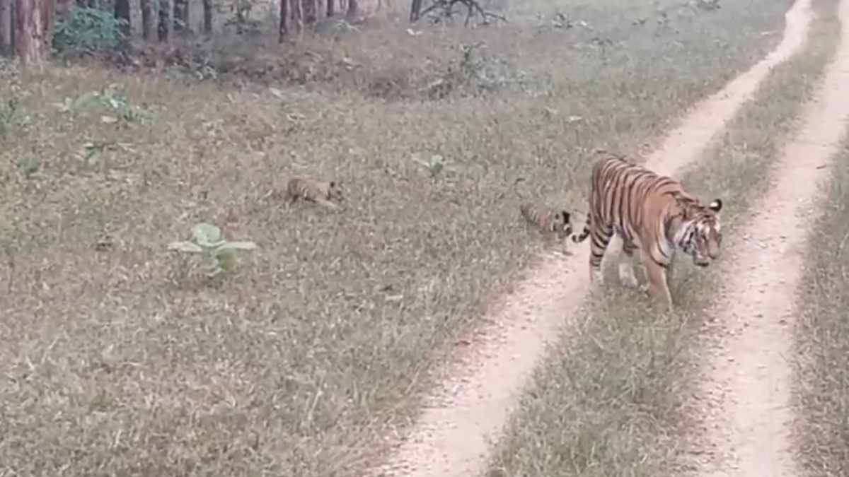 पेंच टाइगर रिजर्व में दो नन्हें मेहमानों को देख रोमांचित हुए पर्यटक: मां के साथ कदम से कदम मिलाकर सिख रहे चलना, Video वायरल