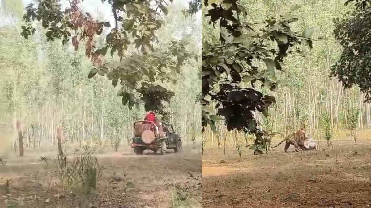 फिर सवालों से घिरा बांधवगढ़ टाइगर रिजर्व: शिकार कर रहे टाइगर के करीब पहुंची जिप्सी, सुरक्षा और प्रबंधन पर उठे सवाल, देखें Video