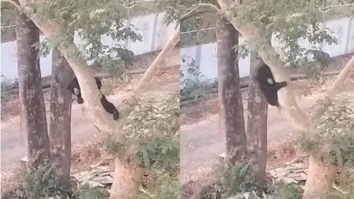 वायरल हुआ भालू का रोमांचक वीडियो: बाघ के बाद NMDC में अठखेलियां करते दिखा भालू, लोगों ने बनाया Video