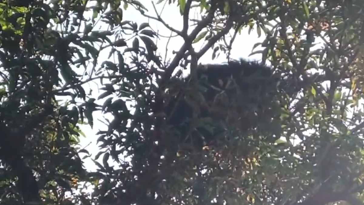 लोगों से डर कर पेड़ पर चढ़ा भालू! फिर हुआ ये…, सोशल मीडिया पर वायरल हुआ Video