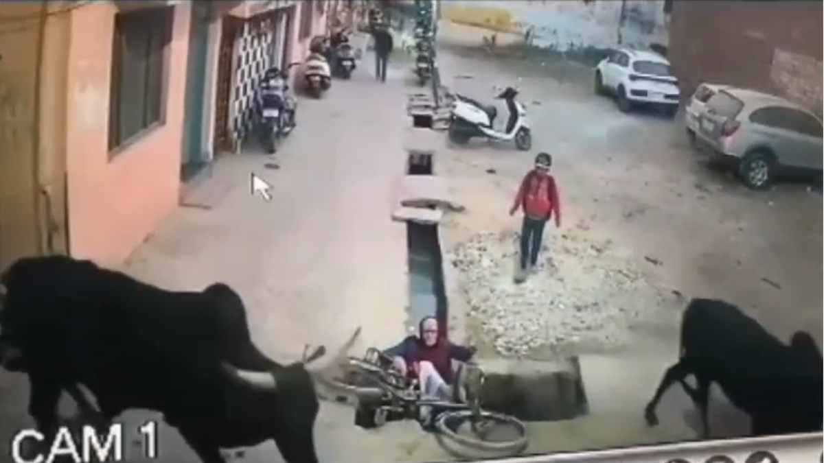 दो सांडों के बीच WWE का मुकाबला: चपेट में आया साइकिल सवार बुजुर्ग, बच्चे ने दिखाई बहादुरी, देखें VIDEO
