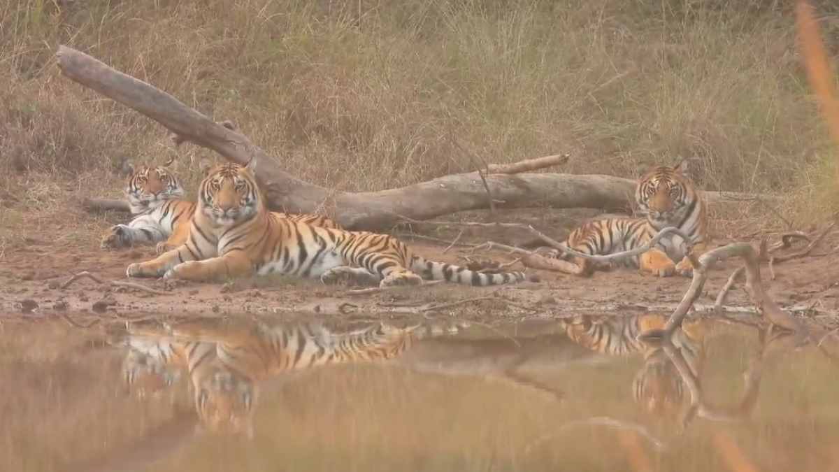 धूप सेंकने निकली टाइगर फैमिली: तालाब किनारे अठखेलियां करते देख रोमांचित हुए पर्यटक, देखें Video