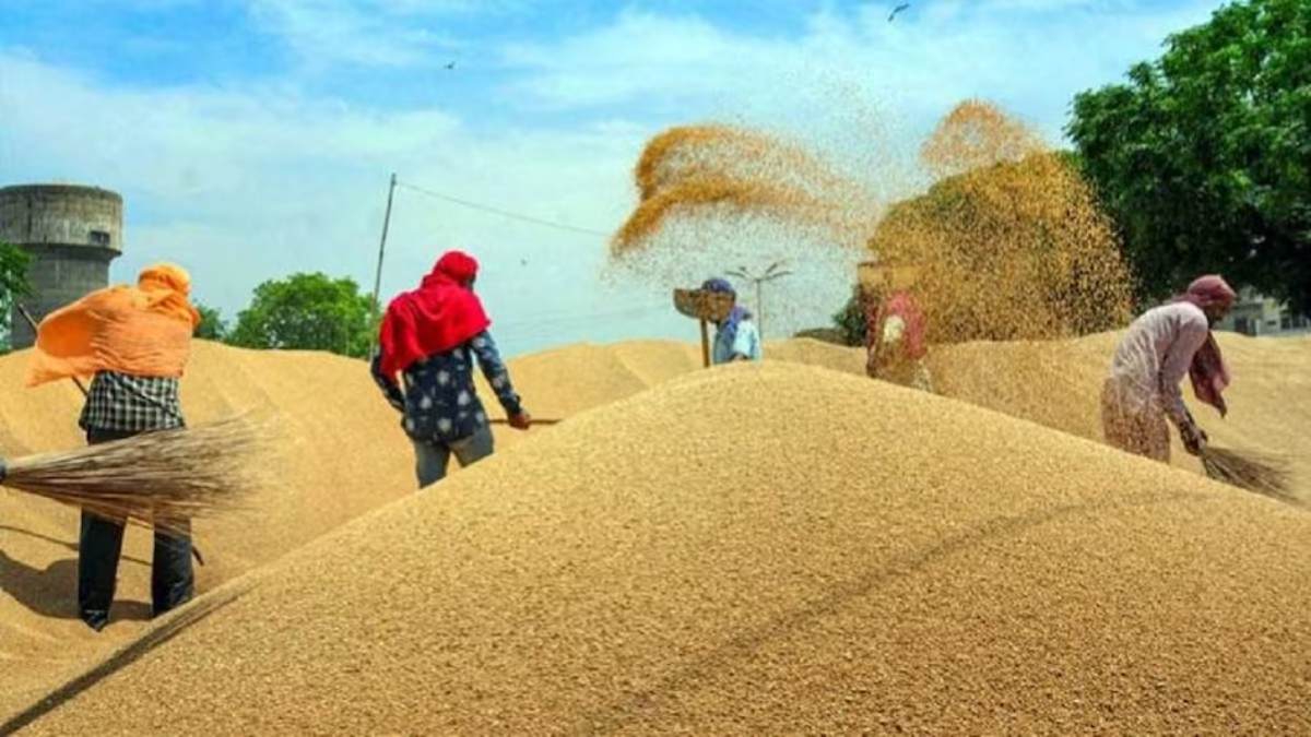 किसानों को बड़ी सौगात: गेहूं खरीदी पर मिलेगा 150 रुपए का फायदा, जानें इस बार कितनी है MSP