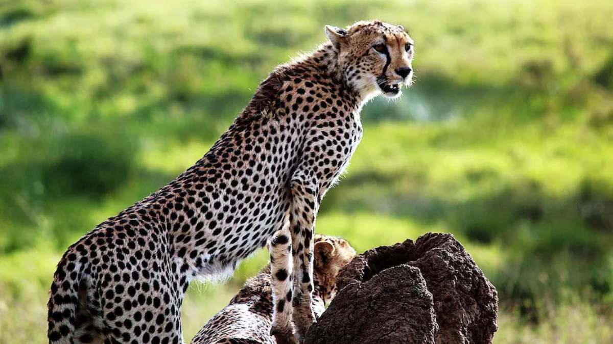 Kuno National Park: फिर कूनो के जंगल में दहाड़ेंगे चीते, बाड़े से जंगल में छोड़ने की तैयारी शुरू