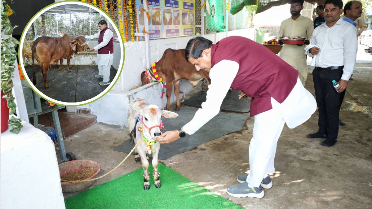 गोवर्धन पूजा पर गोशाला पहुंचे CM डॉ. मोहन: गायों को भोजन खिलाकर लिया आशीर्वाद, प्रदेशवासियों की सुख-समृद्धि के लिए की प्रार्थना