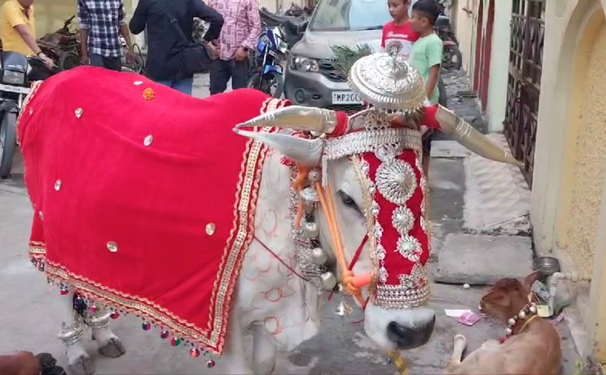 अनोखी गोवर्धन पूजा: MP में यहां गाय को चढ़ाए जाते हैं चांदी के जेवर, हर साल नए आभूषण से होता है श्रृंगार