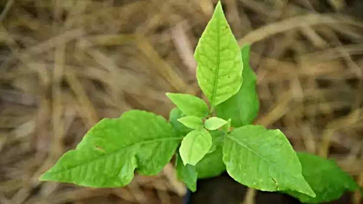 अगर आपके घर या आस-पास अचानक उग जाए Bel Patra का पौधा,तो जाने क्या है इसका इशारा…