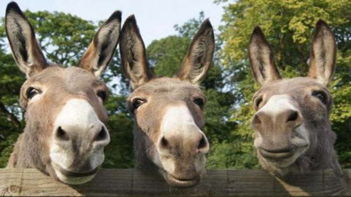 Rajasthan News: 10 गधे पिकअप में लेकर चोर हुए फरार, चोरों के साथ गधों की तलाश में जुटी पुलिस…