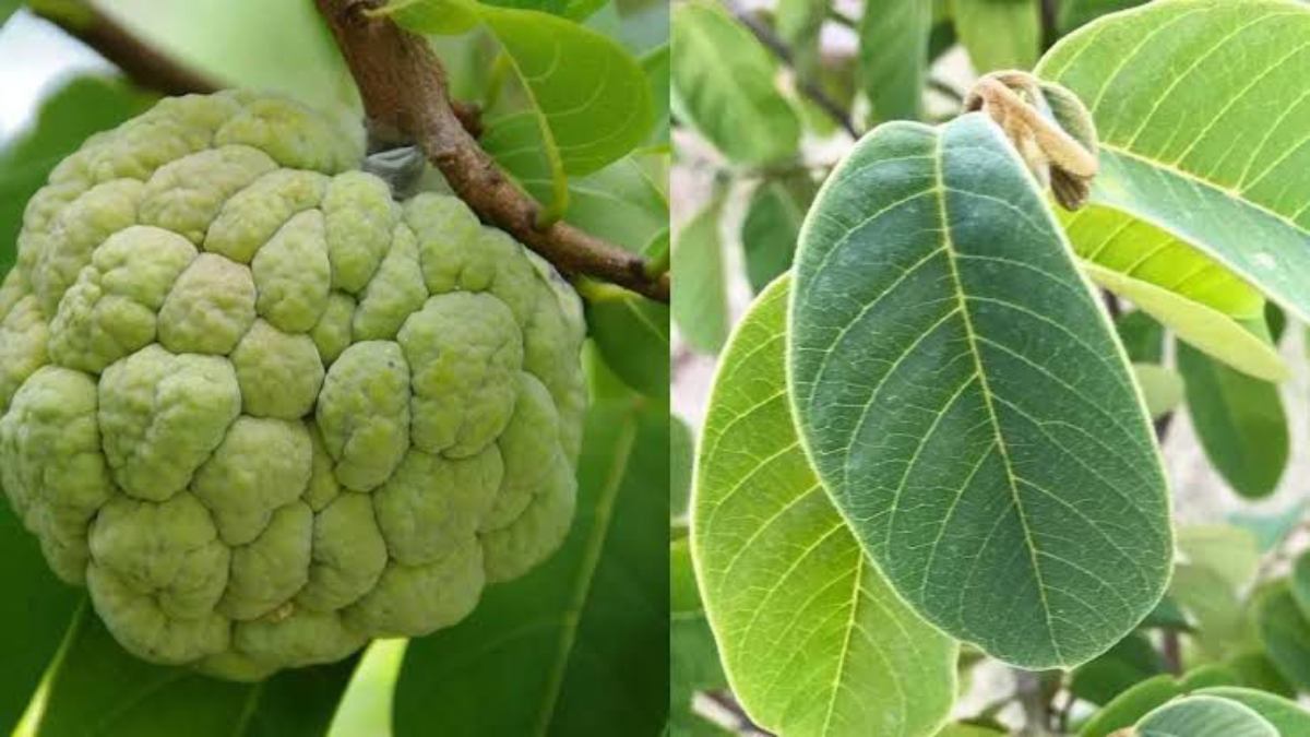 Health Tips: खाने में बहुत स्वादिष्ट लगता है सीताफल, और इनके पत्तों में छुपा है सेहत का खजाना