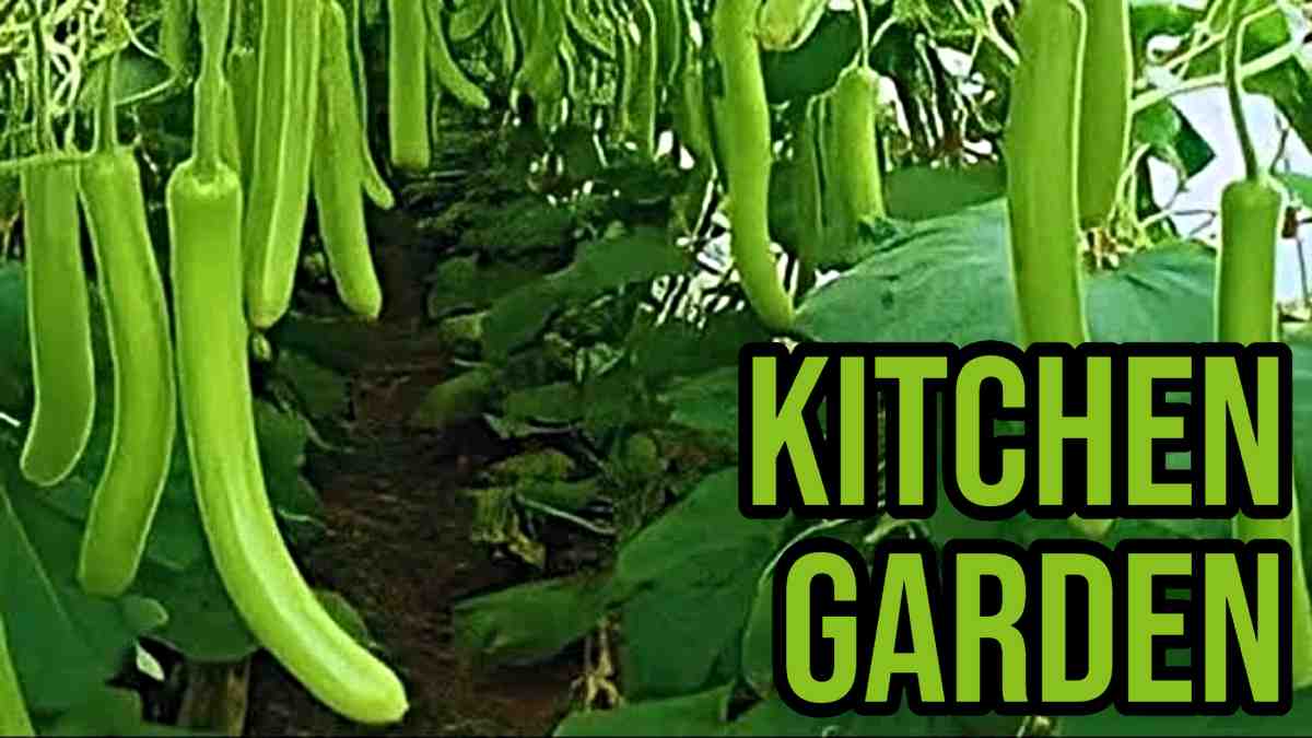 Kitchen Garden: नवंबर और दिसंबर में करें ये चार बेल वाली सब्जियों की बागवानी, घर पर ही मिलेंगी ताजी और स्वादिष्ट सब्जियां…