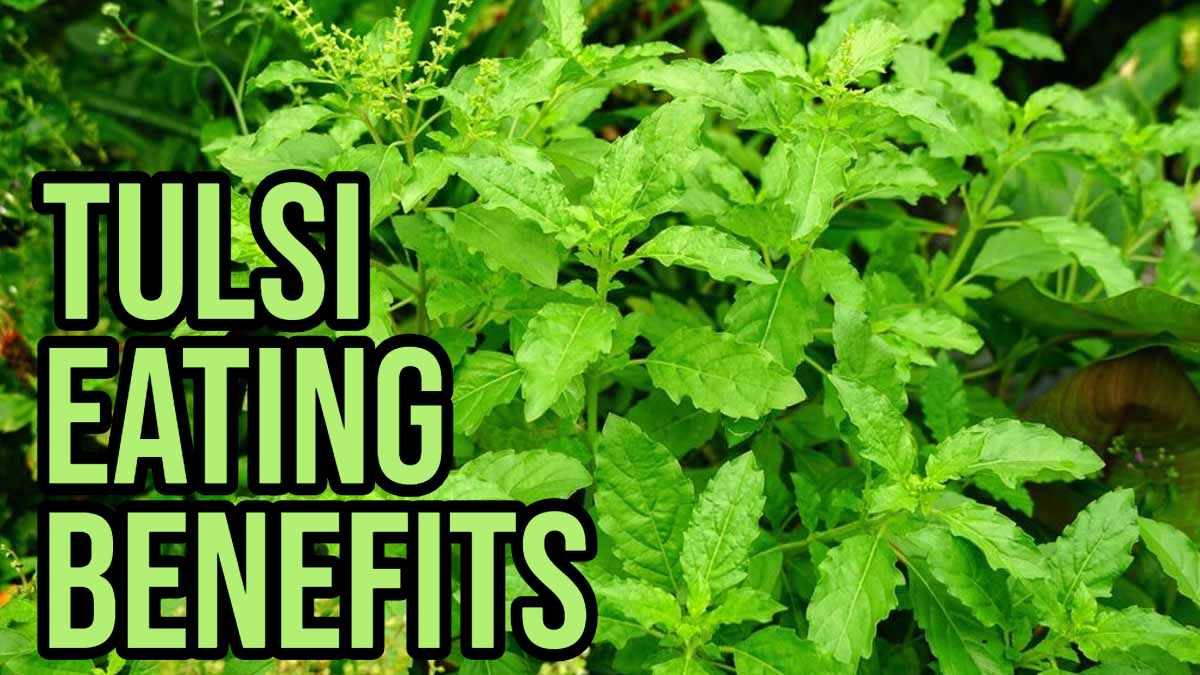 Tulsi Benefits: रोज सुबह खाली पेट तुलसी के पत्ते खाएं, और पाएं सेहत में अद्भुत बदलाव…