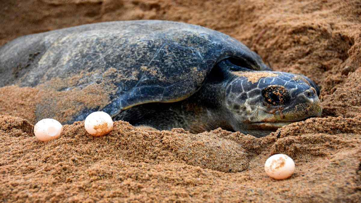 Odisha News: गहिरमाथा में ओलिव रिडले कछुओं की सुरक्षा के लिए सात महीने तक मछली पकड़ने पर प्रतिबंध…