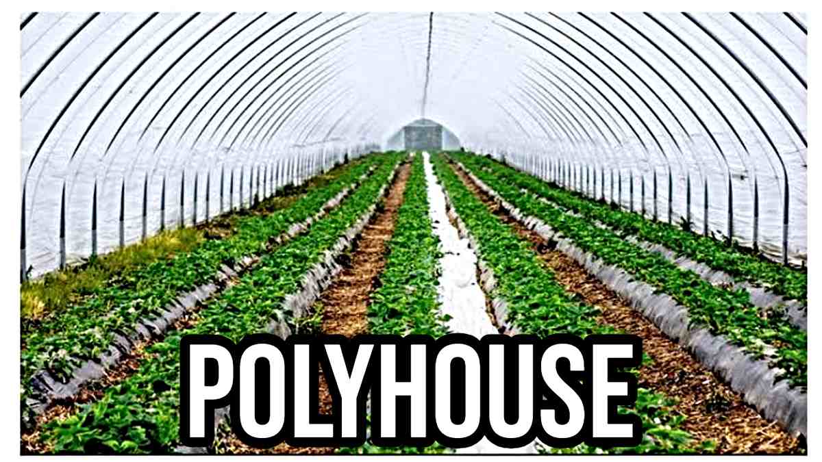 Polyhouse: 12 महीने मांग के अनुरूप सब्जियां उगा सकेंगे किसान, मिलेगी 50 फीसदी सब्सिडी…
