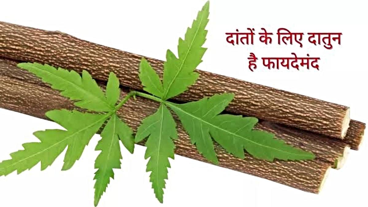 Teeth Health Tips: दाँतो की अच्छी सेहत के लिए दातुन का इस्तेमाल सबसे जायदा फायदेमंद, यहाँ जाने कौन से पेड़ का दातुन है अच्छा…