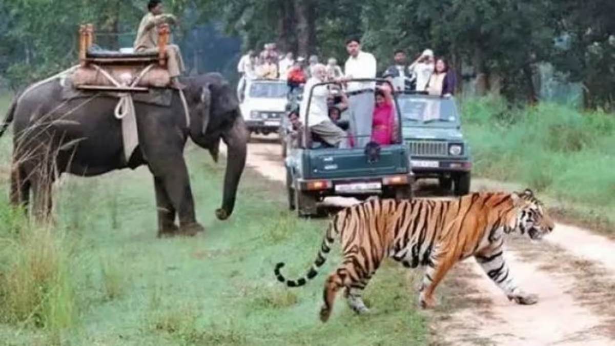 सैर-सपाटे की कर लीजिए तैयारी… फिर देखने को मिलेंगे मन मोहक नजारे, सैलानियों के लिए खोला गया राजाजी टाइगर रिजर्व