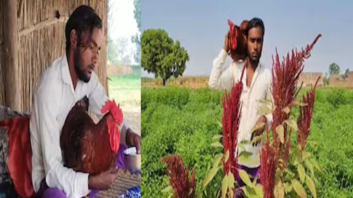 दरोगा साहब! मेरे मुर्गे का कत्ल हो गया…थाने पहुंचकर युवक ने लगाई इंसाफ की गुहार, आरोपी को हो सकती है 5 साल की सजा