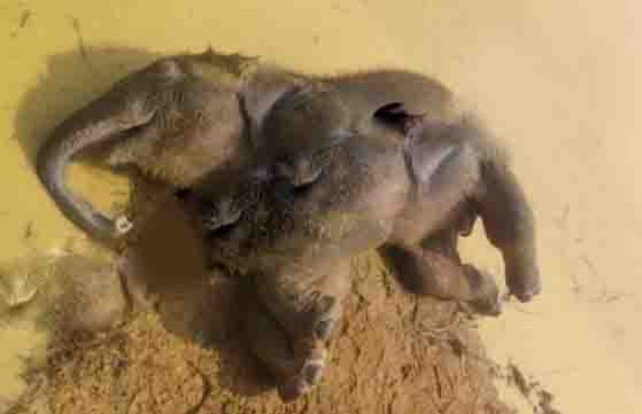 छत्तीसगढ़: नहीं थम रहा हाथियों की मौत का सिलसिला, अब एक हाथी शावक की तालाब में डूबने से मौत, दो माह के भीतर 5 की गई जान