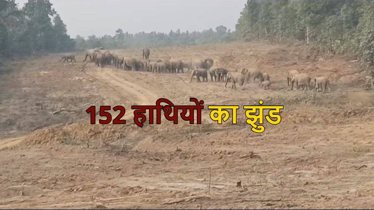 Exclusive Video: पहली बार एक साथ दिखा 152 हाथियों का झुंड, धर्मजयगढ़ रेल कॉरिडोर के पास मौजूद है दल