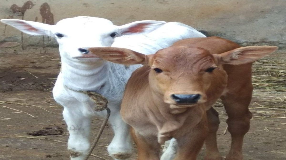 गौवंश संवर्धन के लिए अनूठा कदमः पशुपालन मंत्री बोले- अच्छी नस्ल की गायों के लिए सरकार बछिया करेगी नीलाम