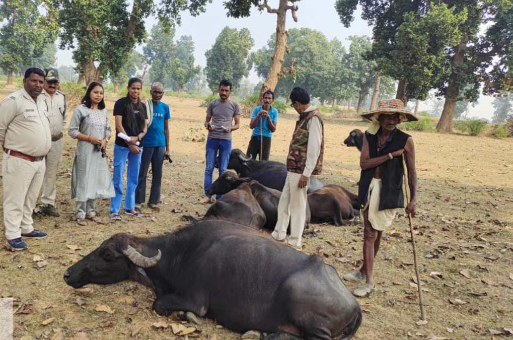 बांधवगढ़ का कोदो बना जानलेवा? गजराज की मौत के बाद दर्जनों मवेशी बीमार, मृत हाथियों की तरह दिखे लक्षण