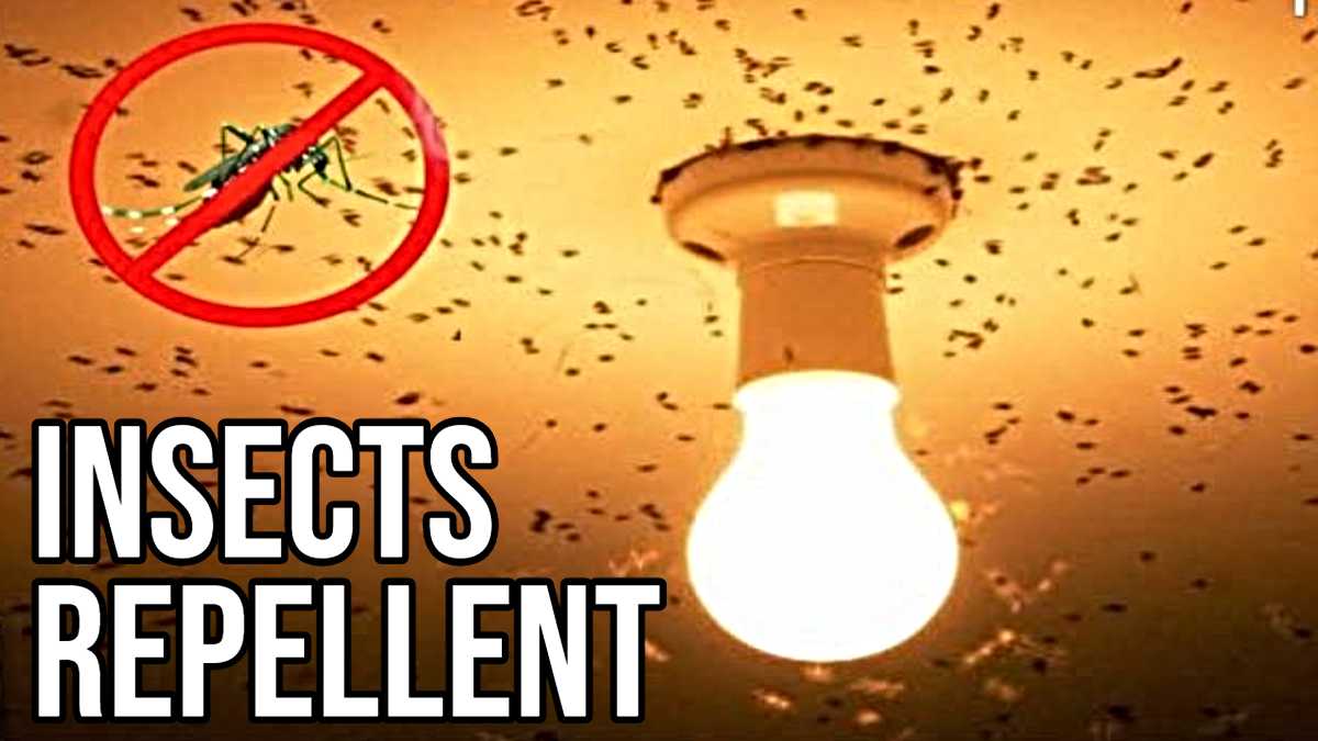 Insects Repellent: शाम की लाइट जलते ही कीड़े करने लगते हैं परेशान, तो इन घरेलू उपायों को अपना कर पाएँ छुटकारा…