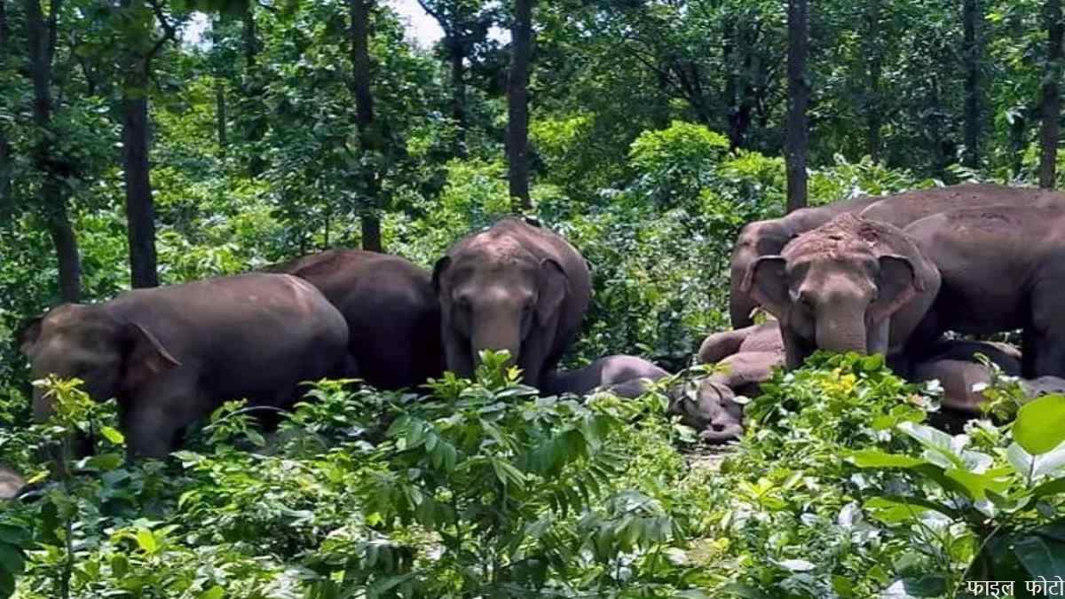 CG News: ग्रामीण इलाके में पहुंचा 35 हाथियों का दल, कड़कड़ाती ठंड में रात भर जागने पर लोग मजबूर