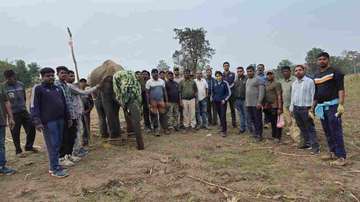 पोटाश बम से घायल हाथी की सलामती में जुटे 30 से ज्यादा अफसर, कर्मचारी और एक डॉक्टर, स्थिति में आई सुधार, CCF ने शावक का नाम रखा अघन