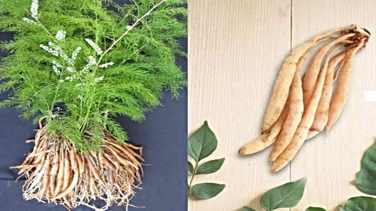 Shatavari: पुरुषों और महिलाओं के लिए किसी वरदान से कम नहीं है ‘शतावरी’, इसके फायदे और उपयोग की विधि…