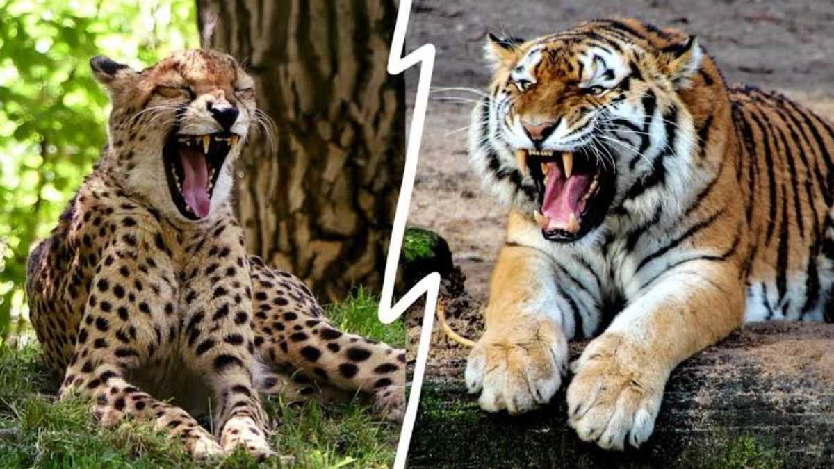 सावधान! MP के इस रिहायशी इलाके में 100 से अधिक बाघ और तेंदुए के मूवमेंट, वन विभाग ने की ये अपील…