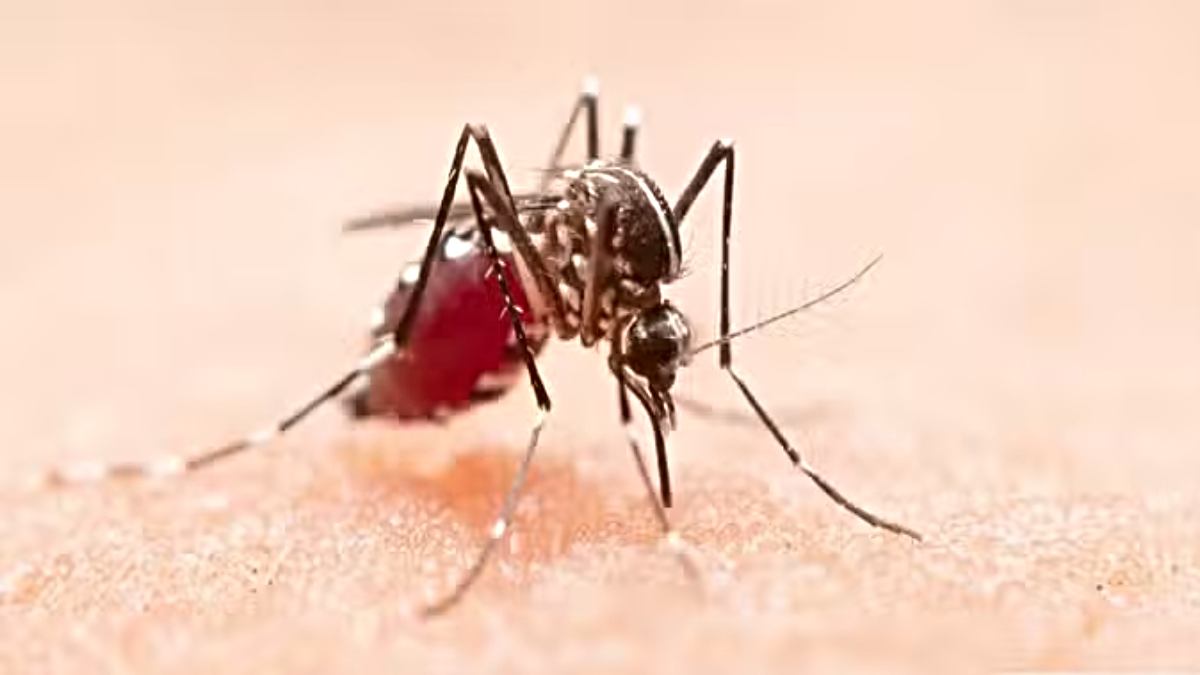 Dengue: बढ़ रहा है का खतरा, जानिए डॉक्टर से डेंगू हो जाए तो क्या करें, क्या नहीं…