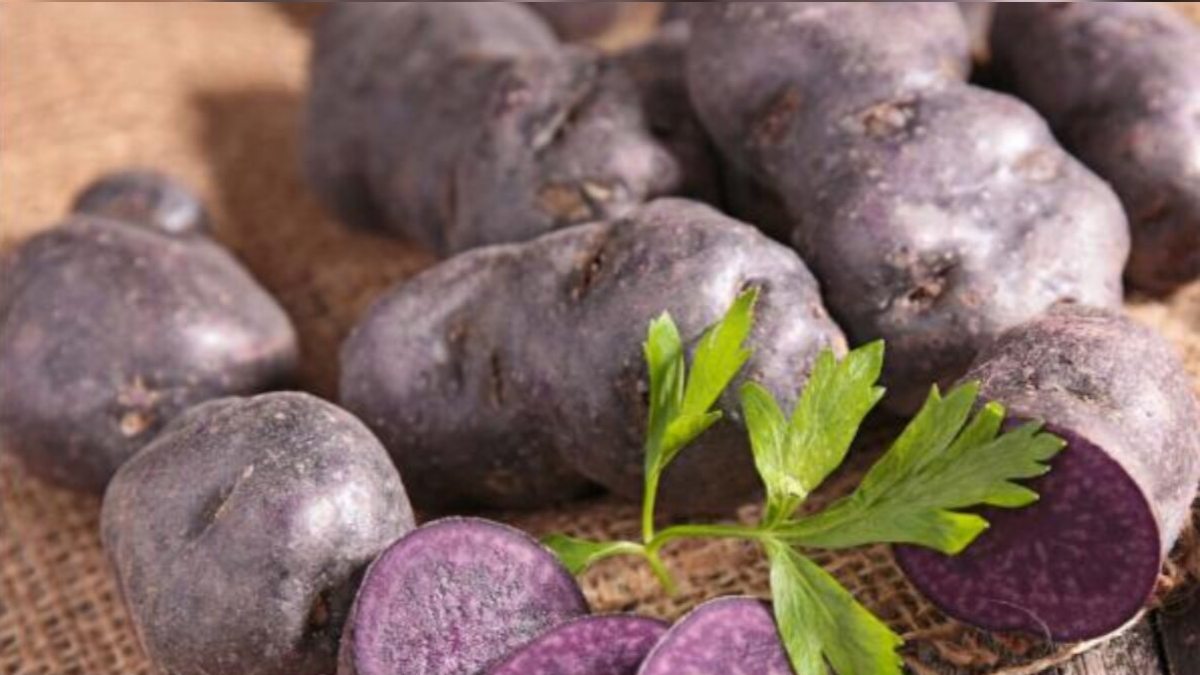 छत्तीसगढ़ के किसान अब बोएंगे बैंगनी आलू… होगा तगड़ा मुनाफा
