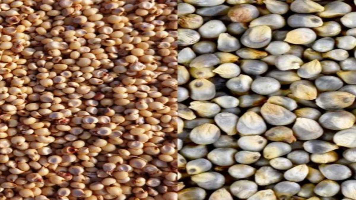 MP में समर्थन मूल्य पर ज्वार, बाजरा की खरीदी आज से: 15 हजार से अधिक किसानों ने कराया पंजीयन, आधार नंबर से लिंक बैंक खाते में आएगा पैसा