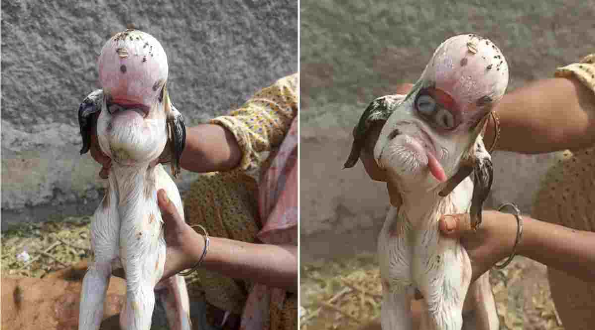 OMG! बकरी ने अजीबो-गरीब चेहरे वाले बच्चे को दिया जन्म, बाहर निकली आंख, बिना नाक देख हैरान हुए ग्रामीण, अब मान रहे देवता का संकेत